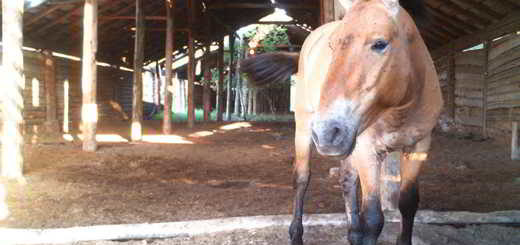 chevaux-Tchernobyl-refuge