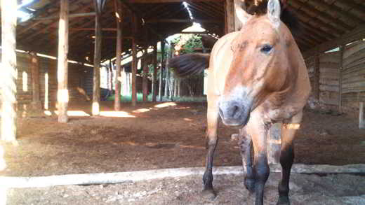 chevaux-Tchernobyl-refuge