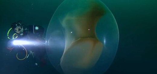 orbe-géant-calmars
