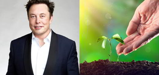 elon-musk-tree