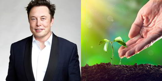 elon-musk-tree