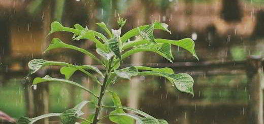 plantes-panique-pluie