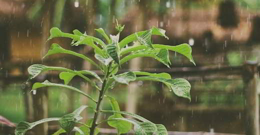 plantes-panique-pluie