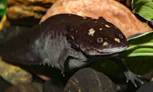 Axolotl-régénération