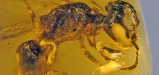 abeille-ambre