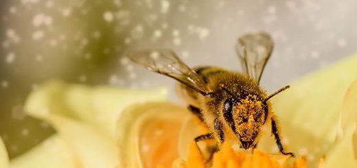 abeille