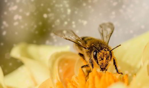 abeille