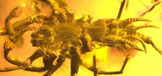 araignée-scorpion-ambre