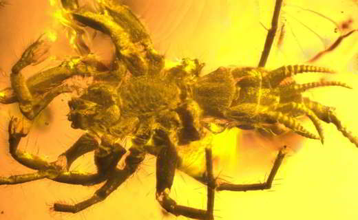 araignée-scorpion-ambre
