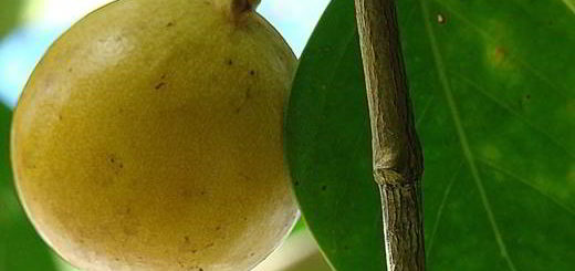 arbre