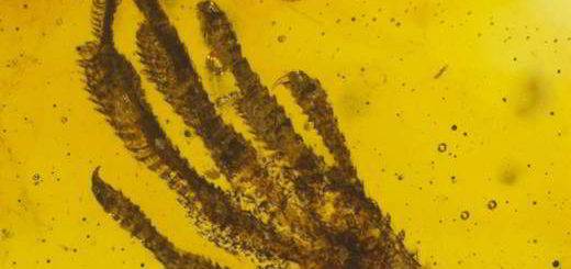 patte-lézard