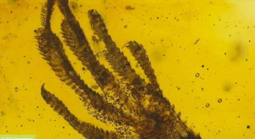patte-lézard