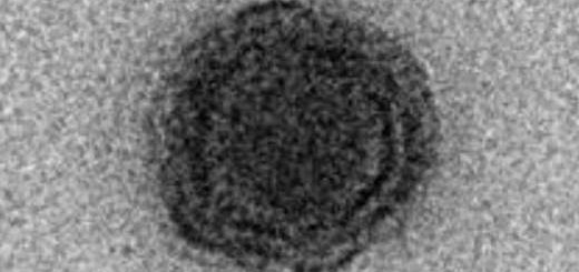 nouveau-virus-Brésil