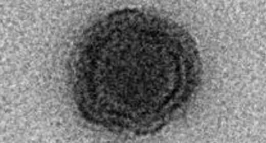 nouveau-virus-Brésil