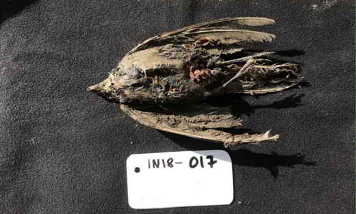 oiseau