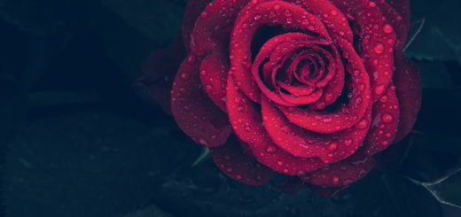 rose-sommeil-apprentissage