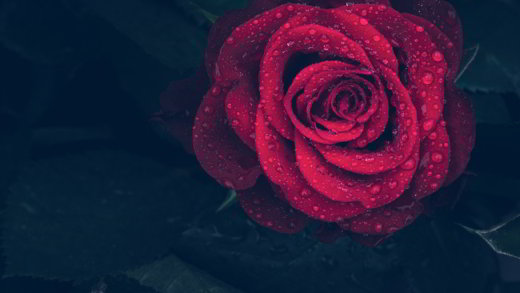 rose-sommeil-apprentissage