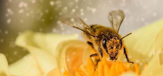 abeille