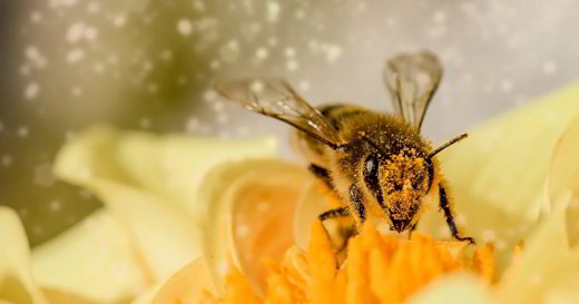 abeille