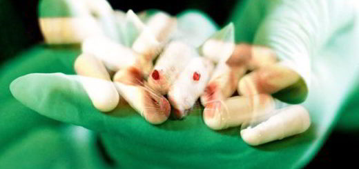 souris