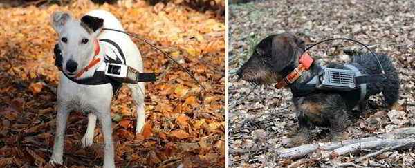 chiens