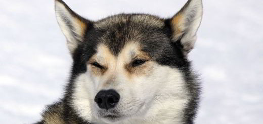 chien
