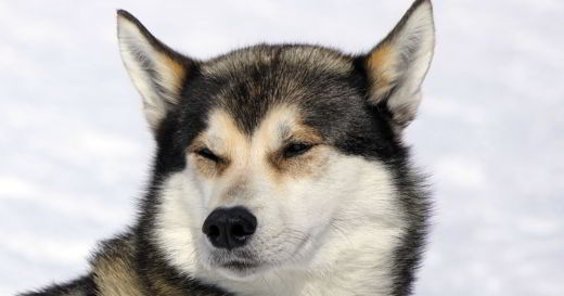 chien