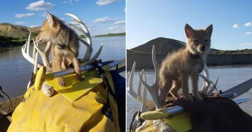 coyote