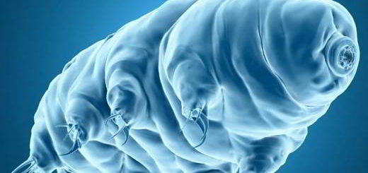tardigrade