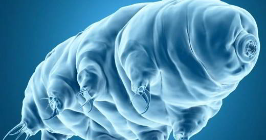 tardigrade