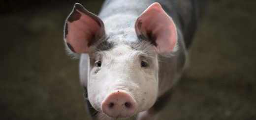 porc