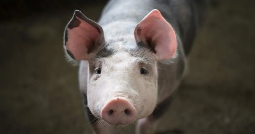 porc