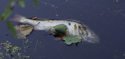 poisson
