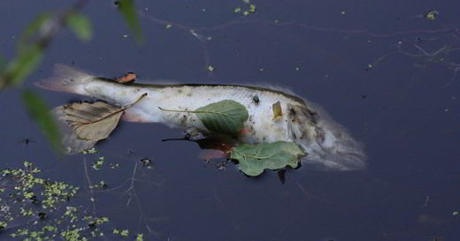poisson