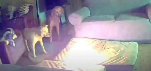 chiens regardent le lit bruler