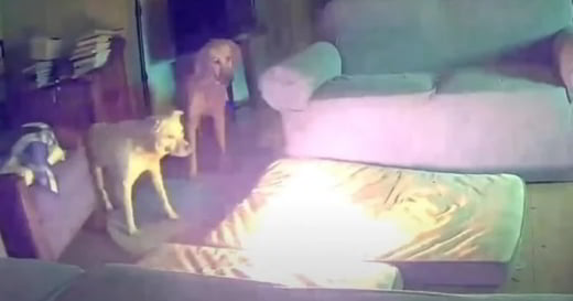 chiens regardent le lit bruler