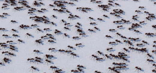 fourmis