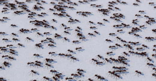 fourmis
