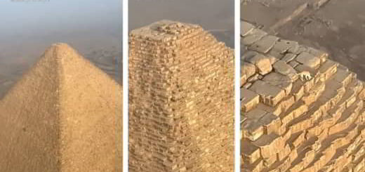 chien sur pyramide gizeh