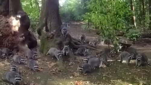 ratons laveurs