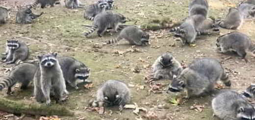 ratons laveurs dans un jardin