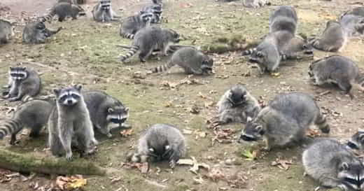 ratons laveurs dans un jardin