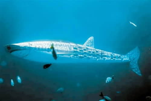 requin robot dans aquarium