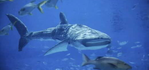 requin robot