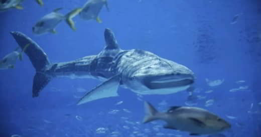 requin robot