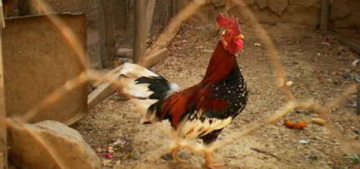 coq