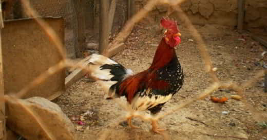 coq
